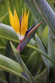 黄色鹤望兰花朵摄影图片