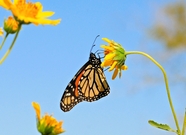 黄色野生花朵彩色蝴蝶摄影图片