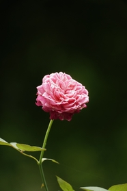 野生粉色玫瑰花微距特写摄影图片