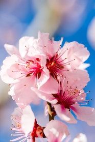 唯美粉色淡雅樱花盛开摄影图片