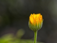 微距特写金盏菊花苞摄影图片