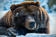 冬季雪地野生棕熊摄影图片