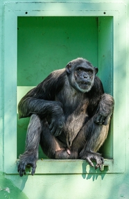 野生保护动物黑猩猩摄影图片
