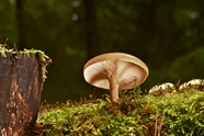 树林山坡硬柄小皮伞蘑菇摄影图片