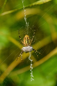 黄蜂蜘蛛结蜘蛛网摄影图片