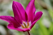 微距特写紫色郁金香花图片