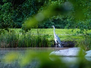 站在田野池塘边上的苍鹭图片