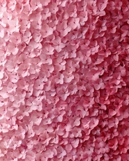 粉色绣球花瓣墙背景图片