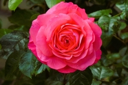 微距特写粉色蔷薇玫瑰花图片
