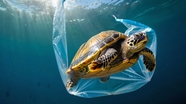 蓝色深海塑料袋困住的海龟图片