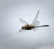 空中飞舞的蜻蜓摄影图片
