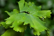 雨后绿色铁线蕨叶子摄影图片