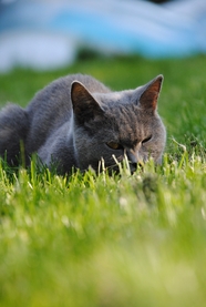 草地可爱呆萌俄罗斯猫图片