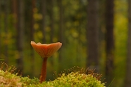 森林地面苔藓野生蘑菇图片