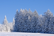 冬季蓝色天空雪地雪松雪景摄影图片