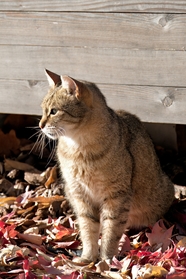 半蹲在落叶地上的小猫图片