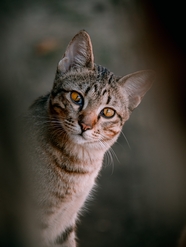 野生狸花猫微距特写摄影图片