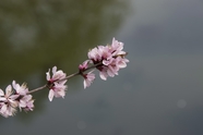 粉色桃花花枝局部摄影图片