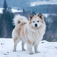 冬季冰岛牧羊犬摄影图片