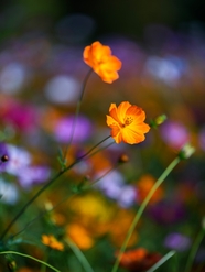 野生花草丛橙色花朵图片