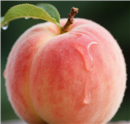 新鲜可口水蜜桃摄影图片