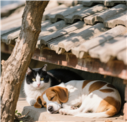 躲在屋檐下的小猫小狗图片