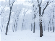 唯美冬季树林雾凇雪景摄影图片