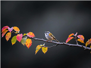 一只小鸟落在树枝上图片