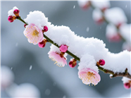 傲雪梅花摄影图片