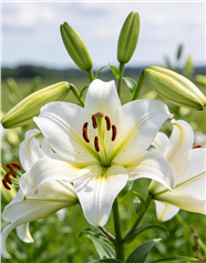 微距特写白色野百合花图片