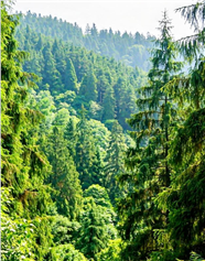 夏日郁郁葱葱原始森林风景图片