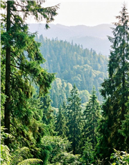 层林叠翠树林风光摄影图片