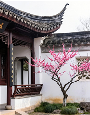 院子里种着红梅的中式庭院图片